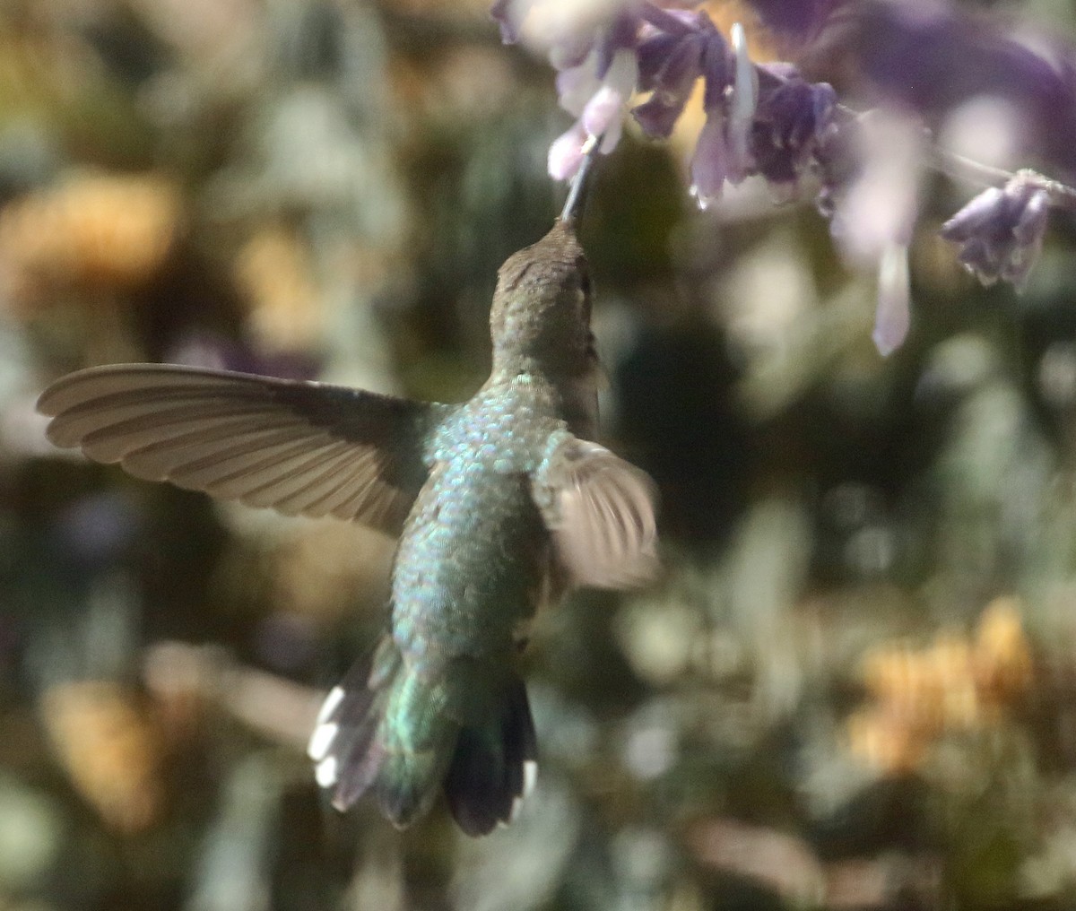 Black-chinned Hummingbird - Harvey  Tomlinson