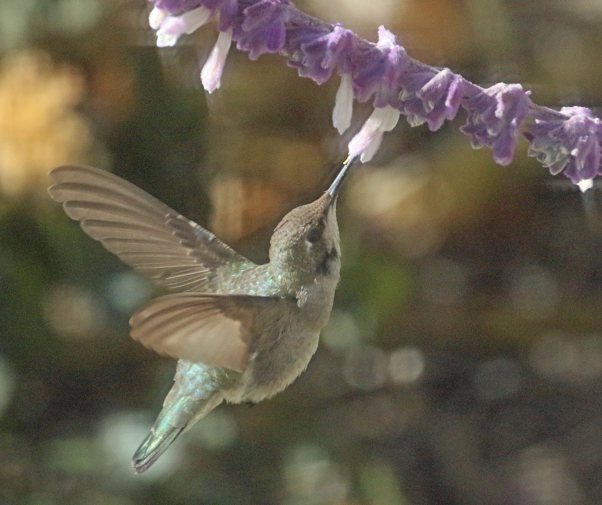 Black-chinned Hummingbird - Harvey  Tomlinson