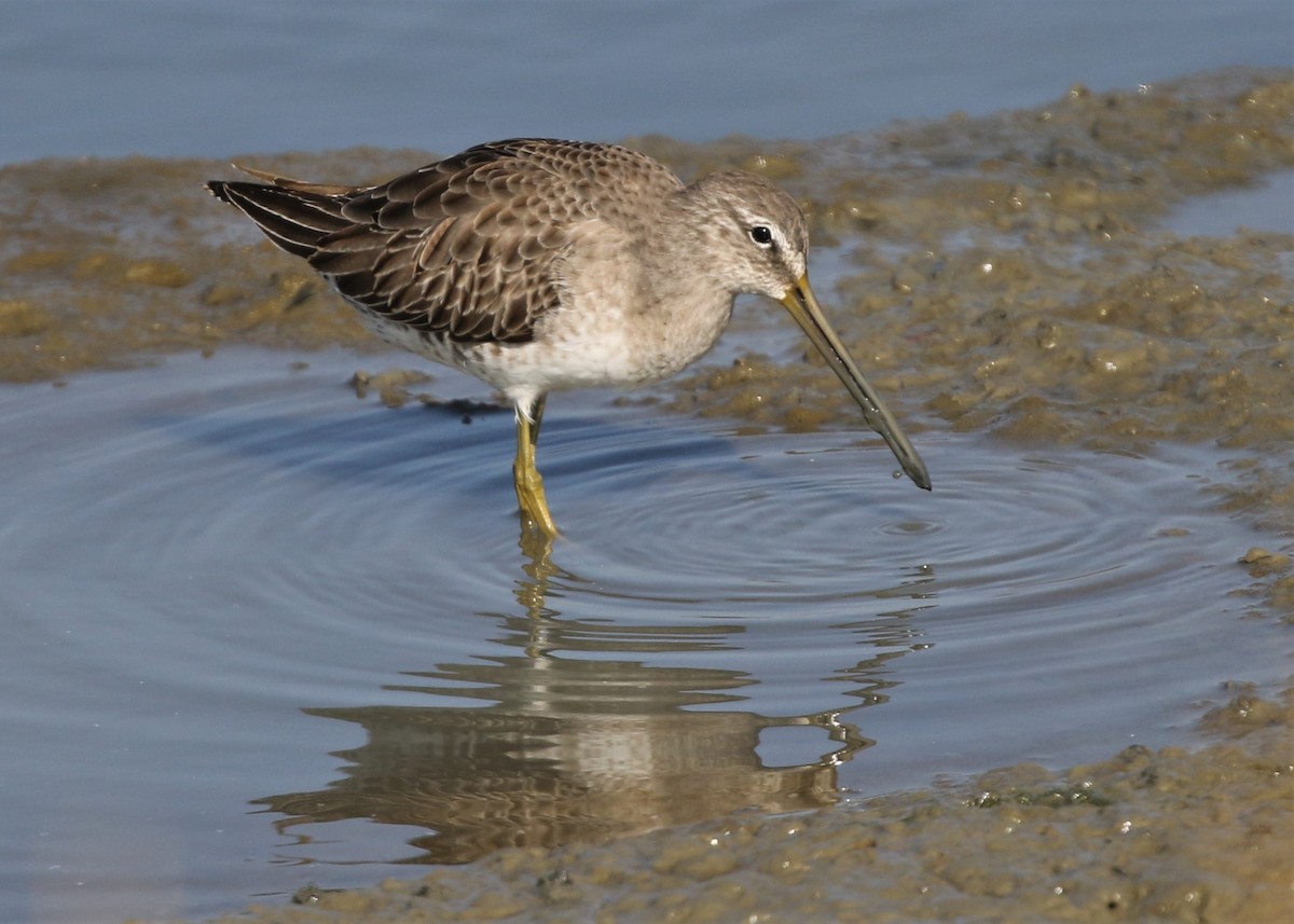 Long-billed Dowitcher - Dean LaTray