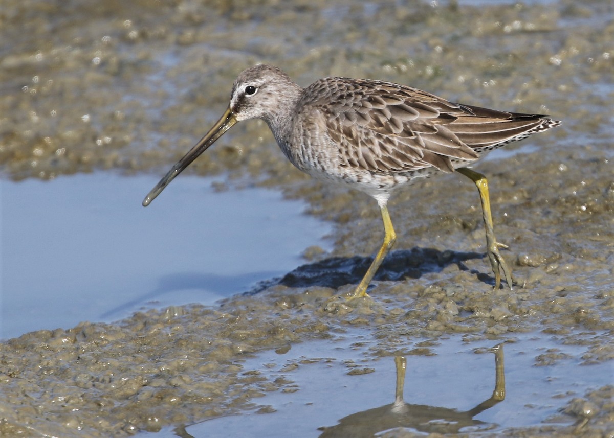 Long-billed Dowitcher - ML186841321