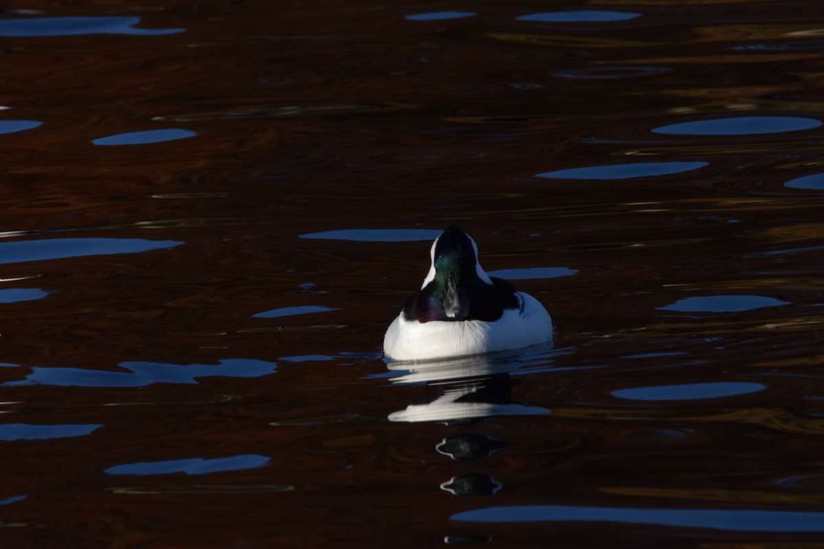 Bufflehead - ML186841851