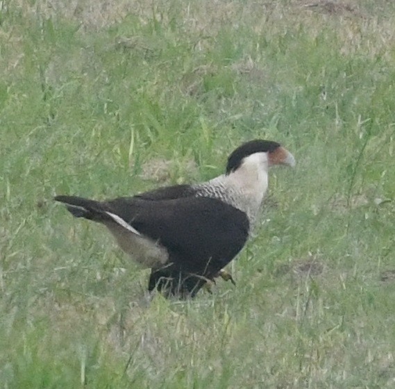 Crested Caracara (Northern) - Raymond S. Thompson