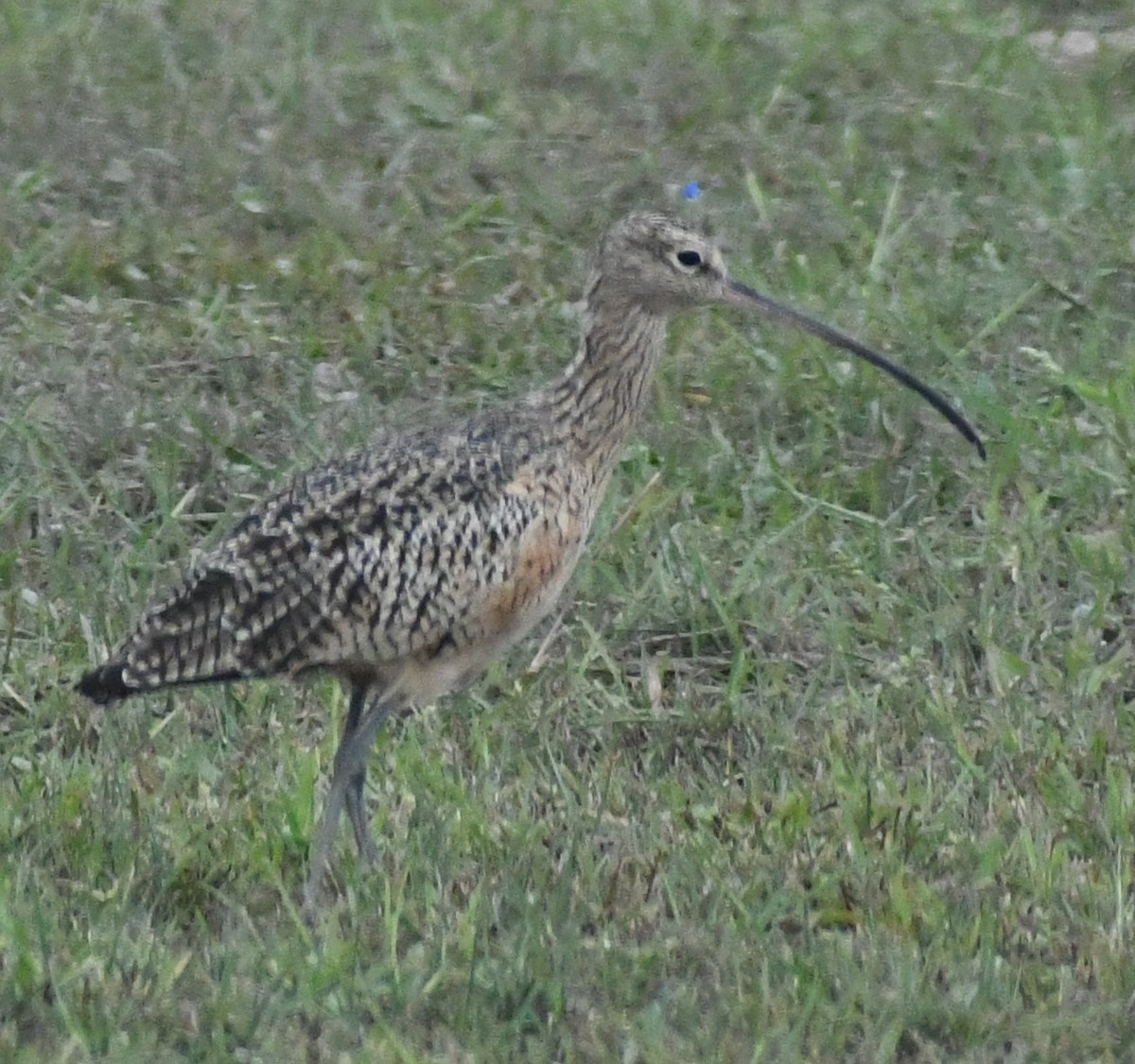 Long-billed Curlew - ML186842651