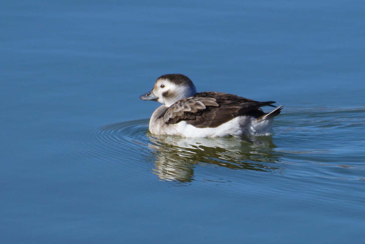 Long-tailed Duck - Richard Trinkner