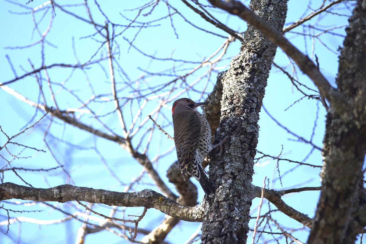 Northern Flicker - ML186843371