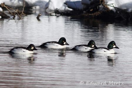 Common Goldeneye - ML186846281