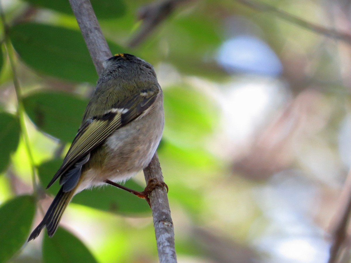 Golden-crowned Kinglet - ML186846891