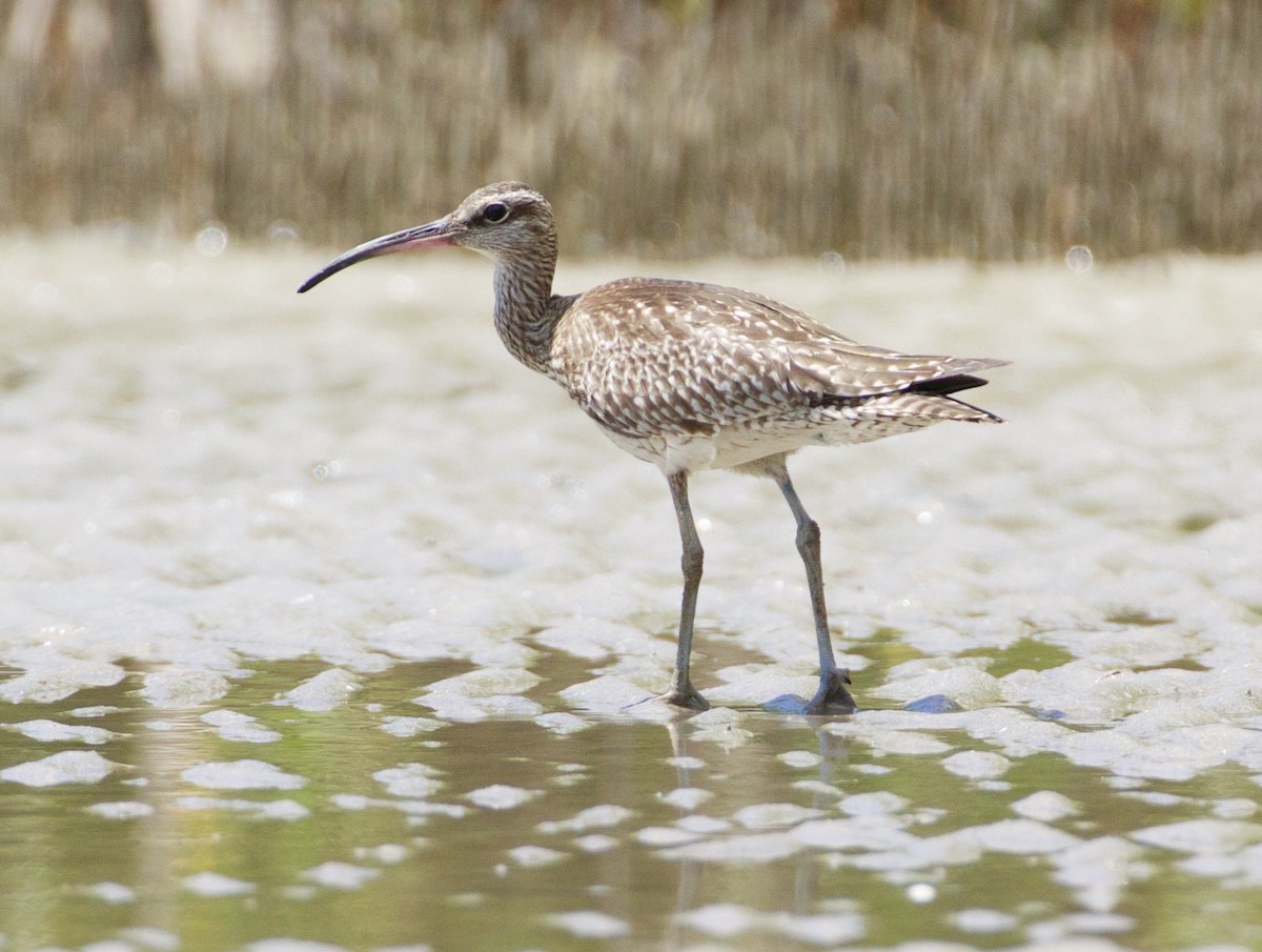 Whimbrel - ML186849151