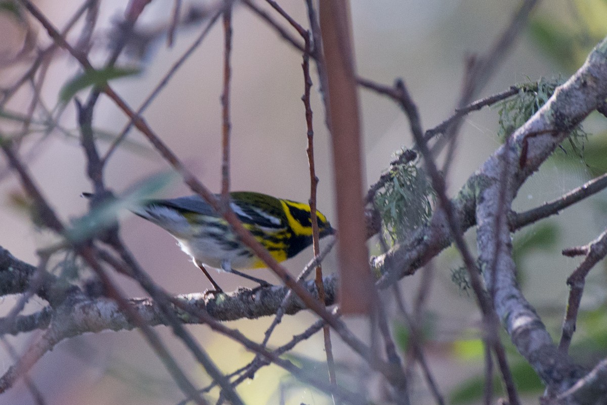 Townsend's Warbler - ML186850221