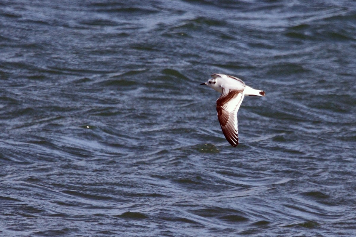 Little Gull - Jesús Lavedán Rodríguez