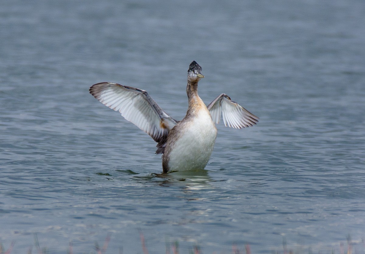 Great Grebe - ML186851081