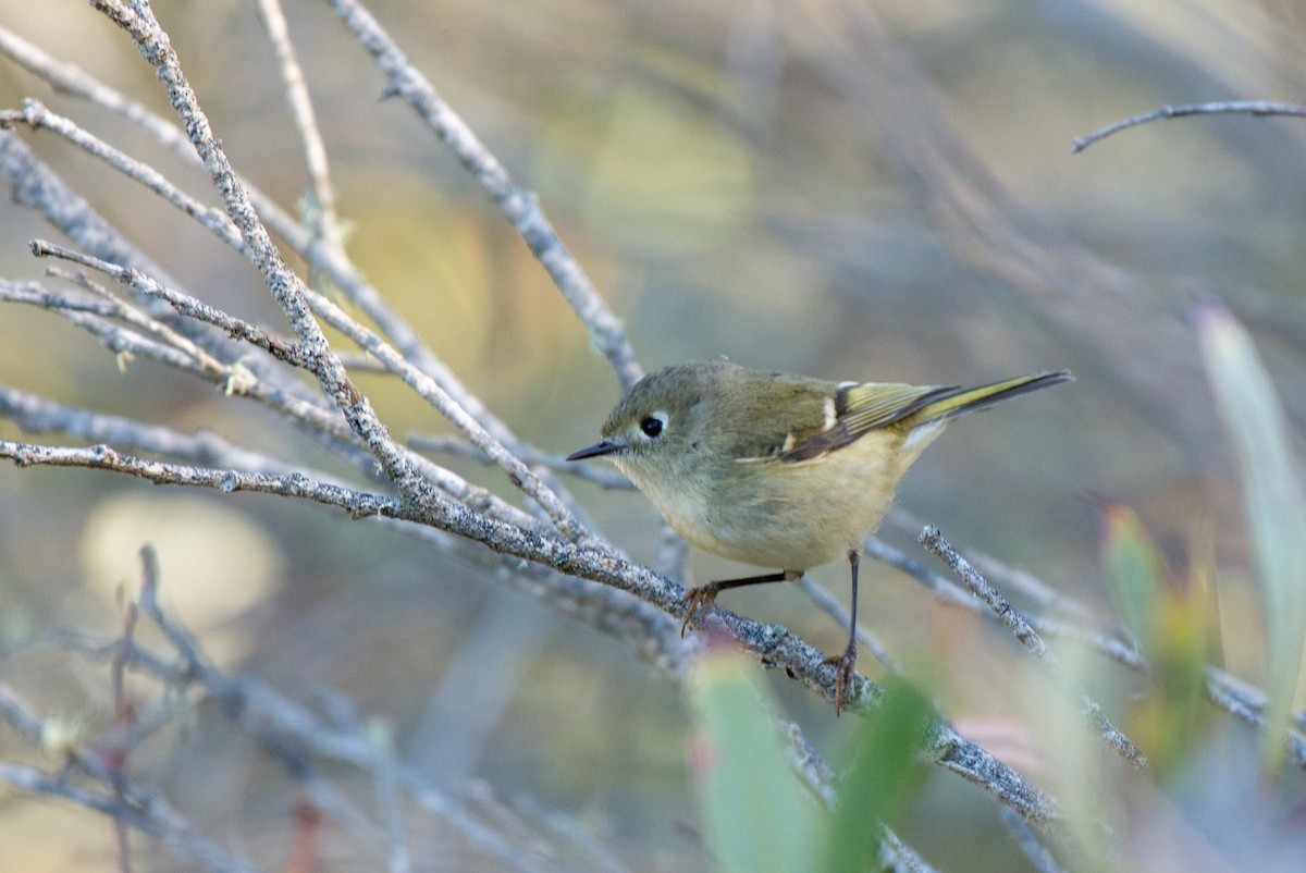 Ruby-crowned Kinglet - ML186851181