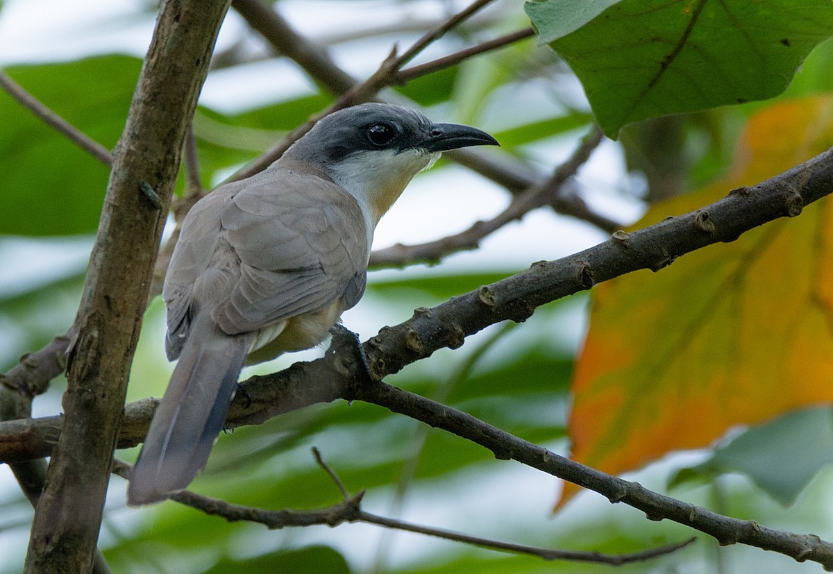 Dark-billed Cuckoo - ML186851201