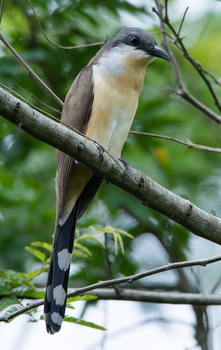 Dark-billed Cuckoo - LUCIANO BERNARDES