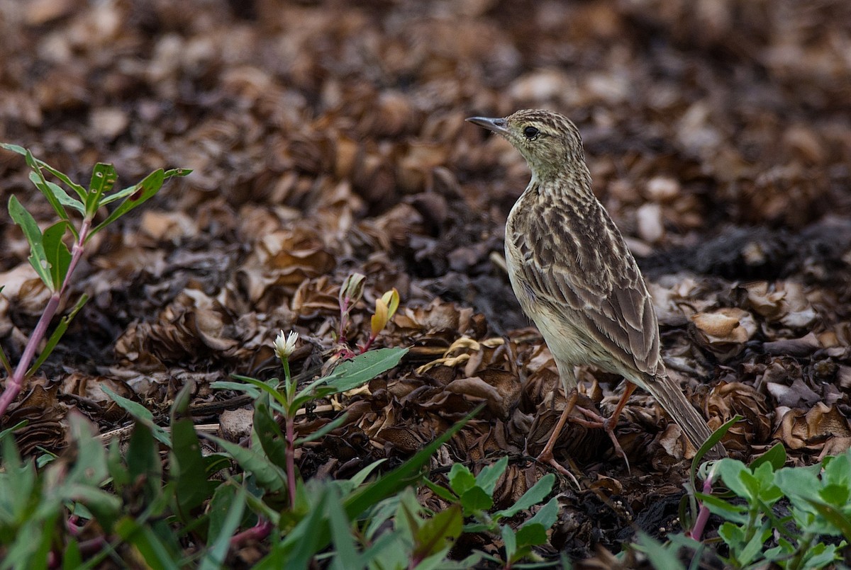 Yellowish Pipit - LUCIANO BERNARDES