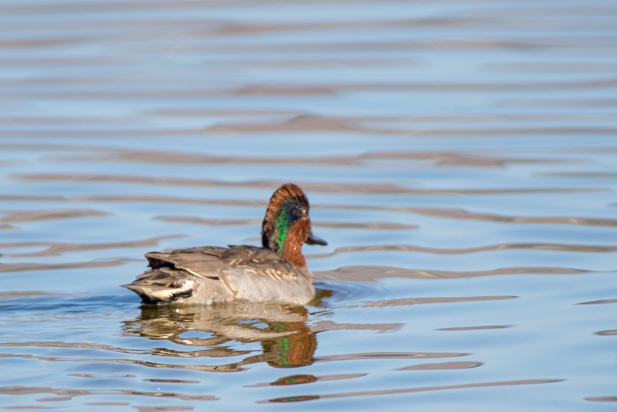 Green-winged Teal - ML186852581