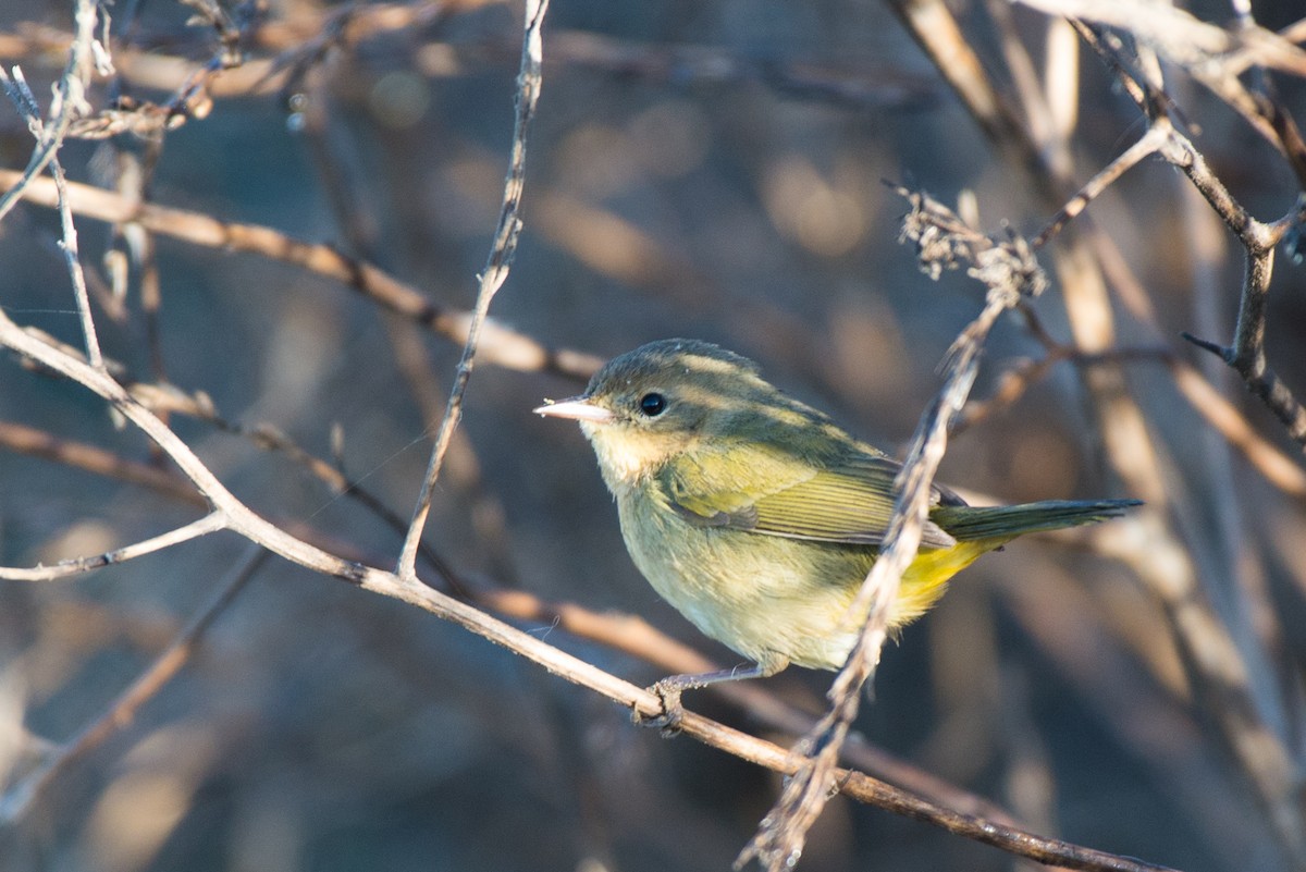 Common Yellowthroat - ML186853051