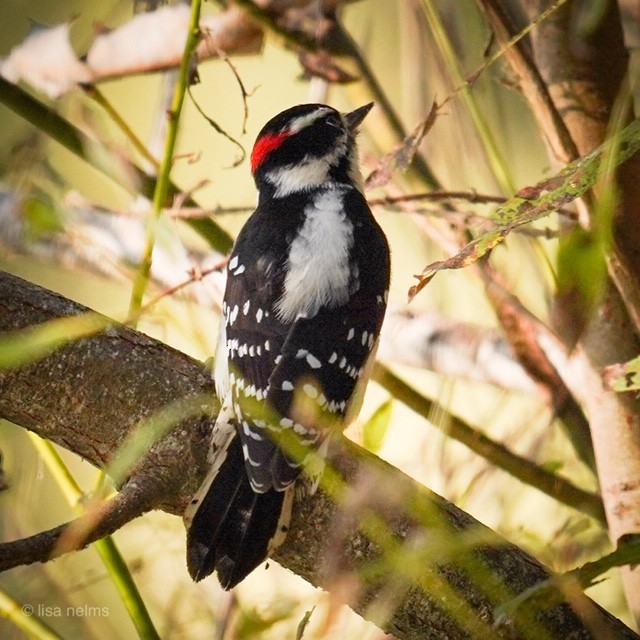 Downy Woodpecker - ML186853911