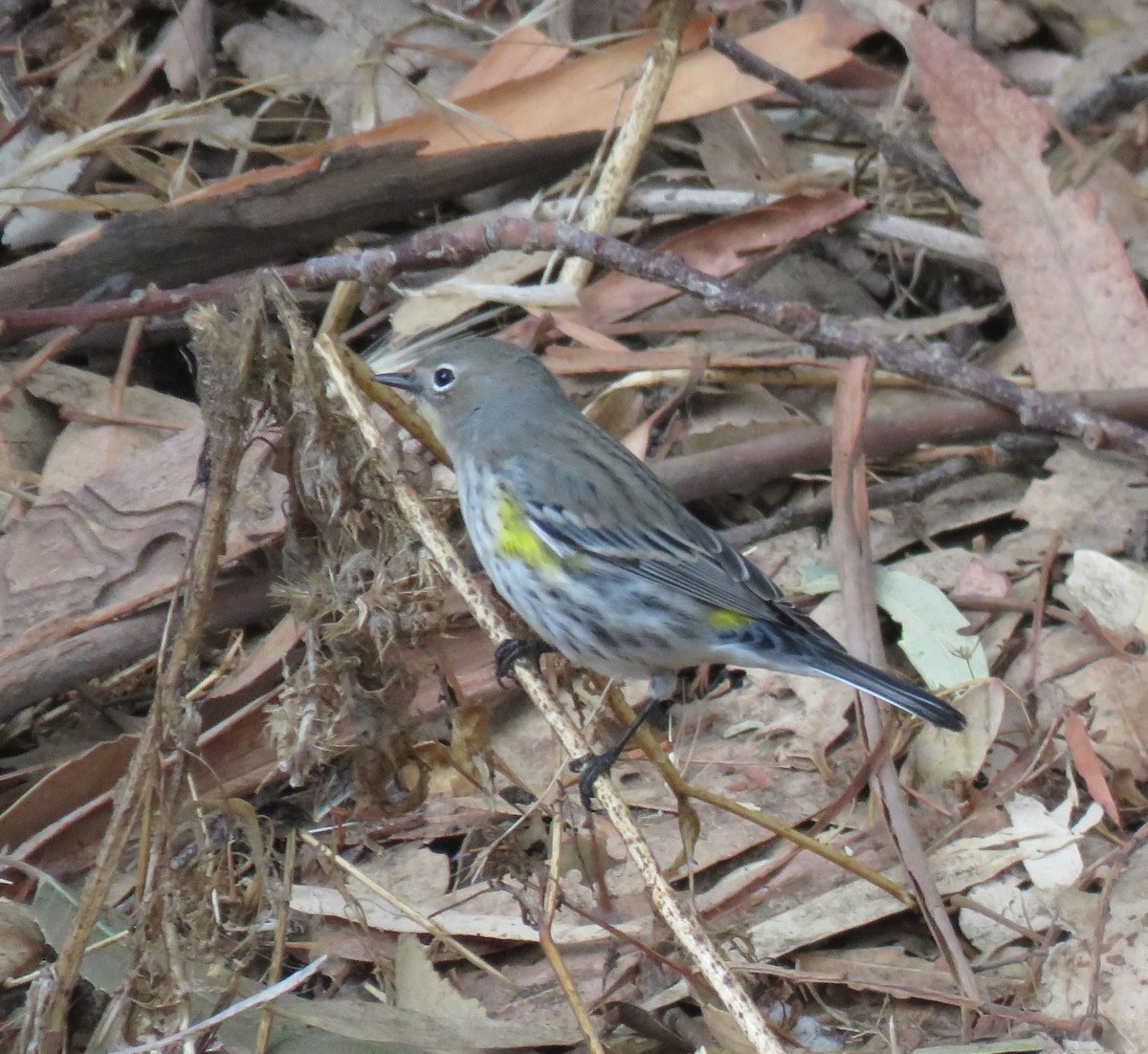 Yellow-rumped Warbler - ML186854791