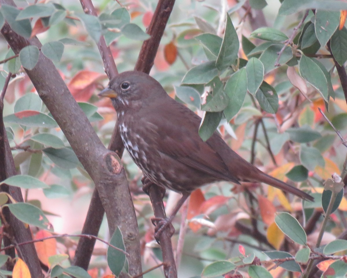 Fox Sparrow - ML186854811