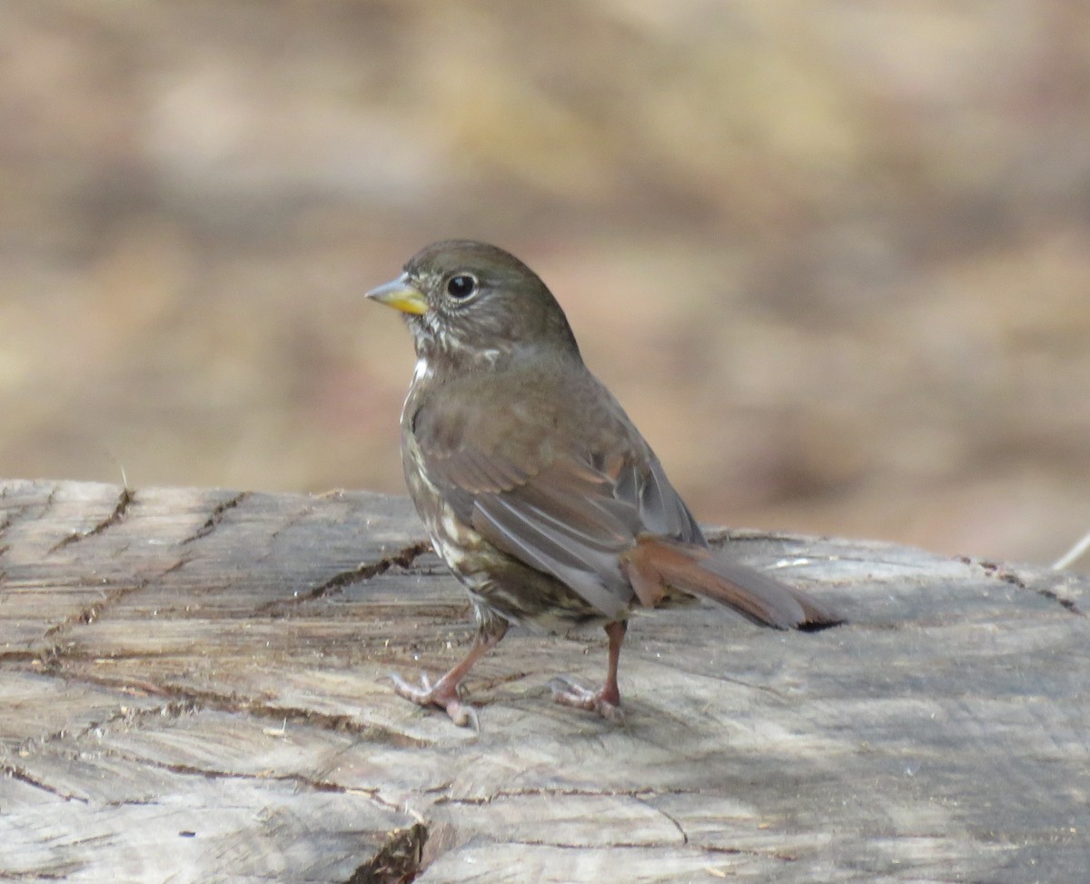 Fox Sparrow - ML186854831