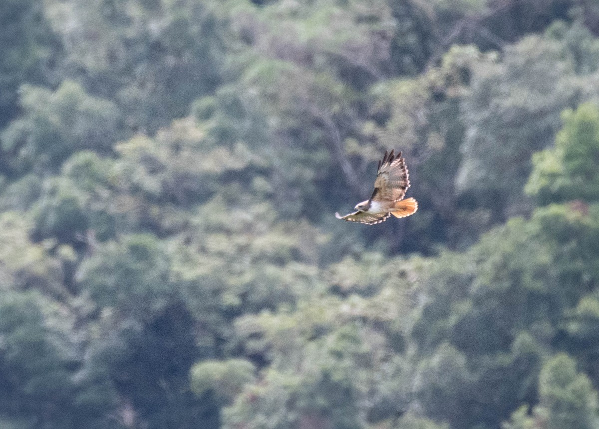 Buse à queue rousse (costaricensis) - ML186854971