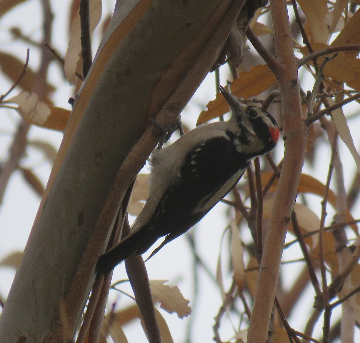 Hairy Woodpecker - ML186854991