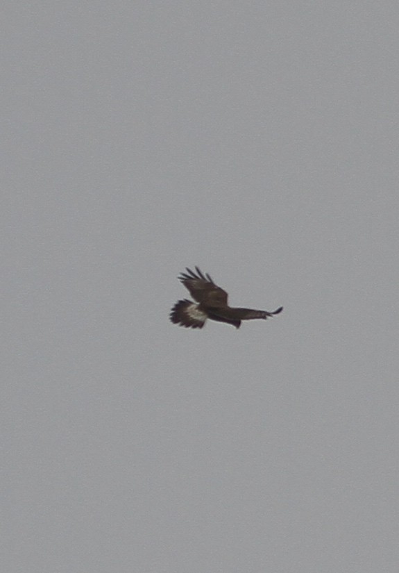 Rough-legged Hawk - Craig Swolgaard