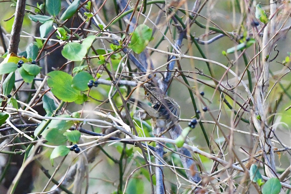 Grasshopper Sparrow - ML186857351