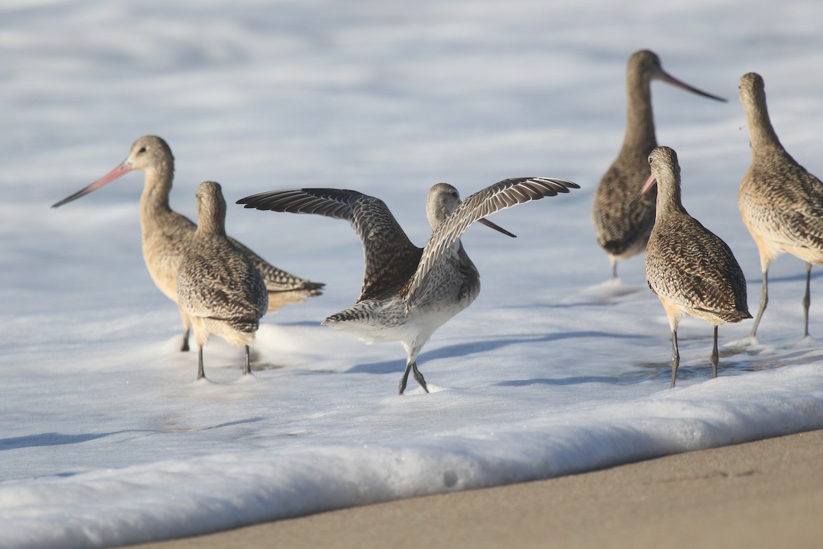 Bar-tailed Godwit - ML186858901