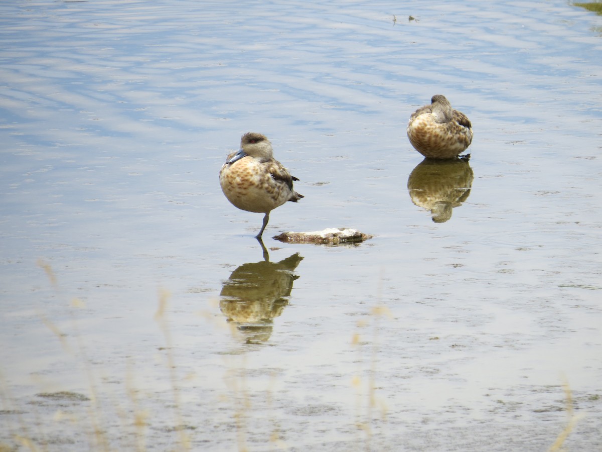 Crested Duck - ML186859061