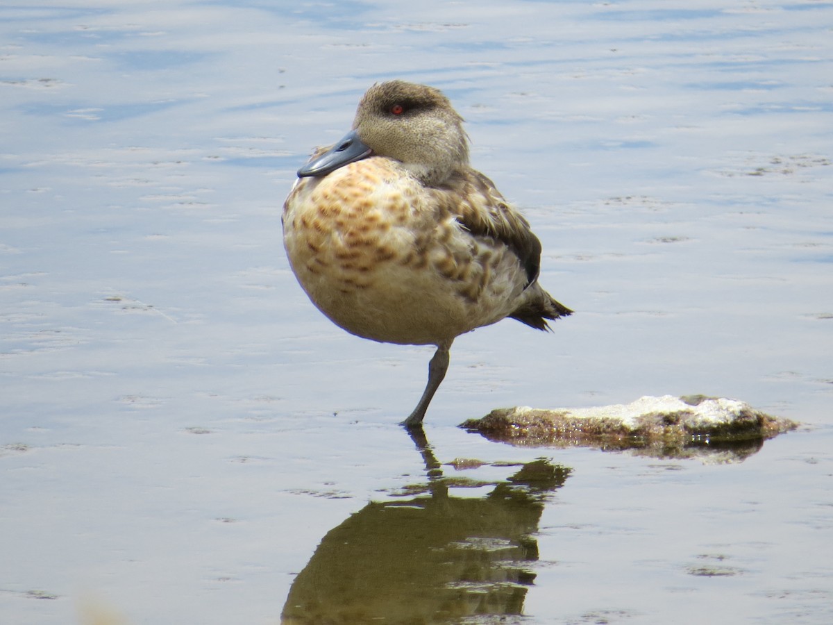 Crested Duck - ML186859141