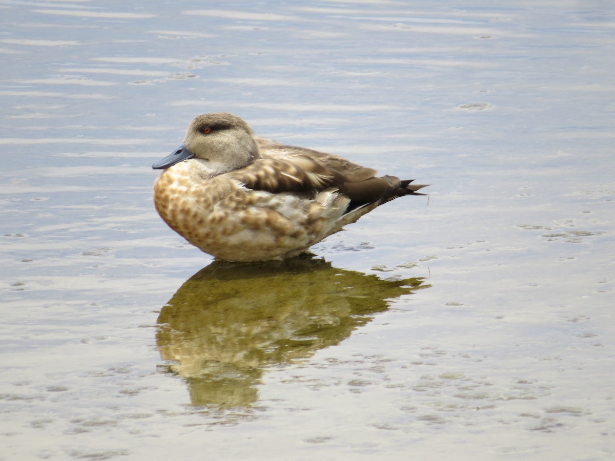 Crested Duck - ML186859241