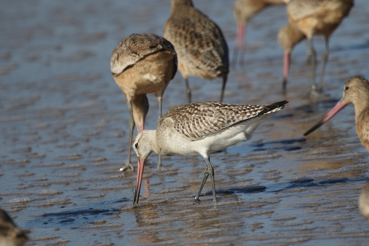 Bar-tailed Godwit - Ray Birder