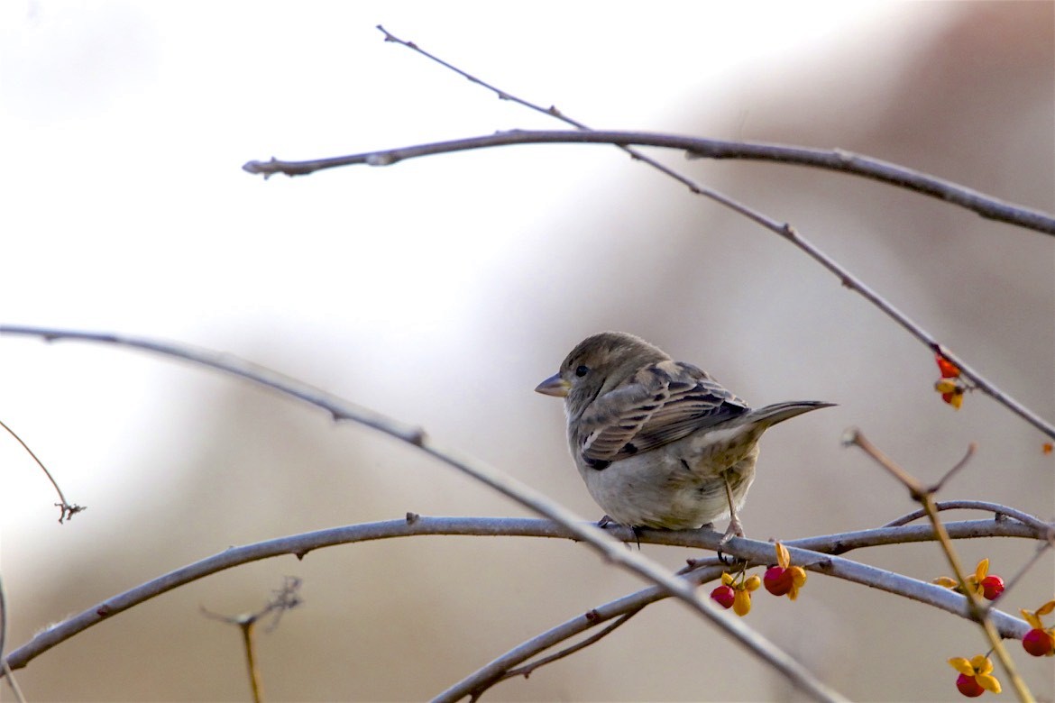 House Sparrow - ML186862181