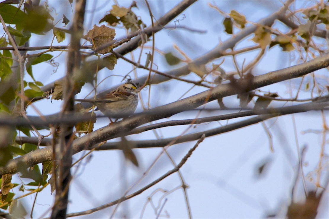 White-throated Sparrow - ML186862381