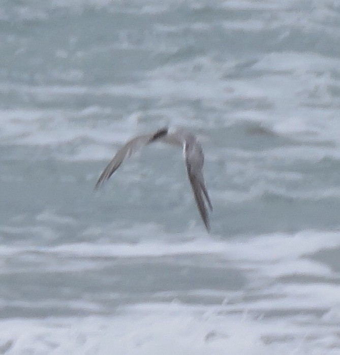 Common Tern - ML186862651