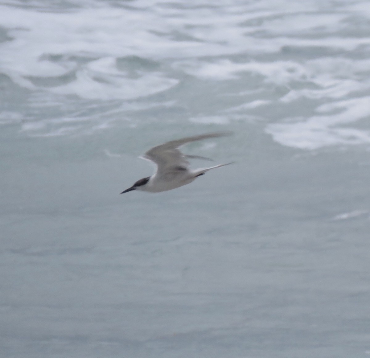 Common Tern - Jessica Anne