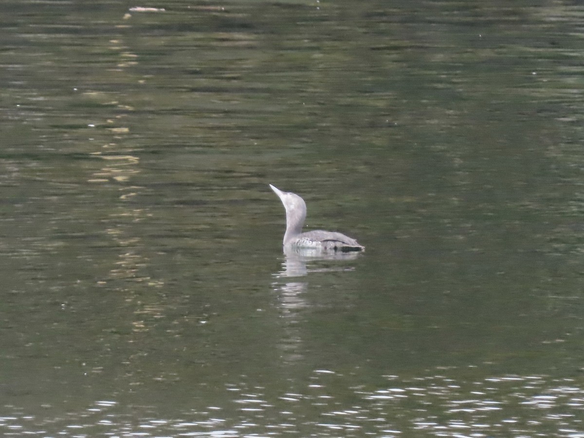 Red-throated Loon - ML186863051