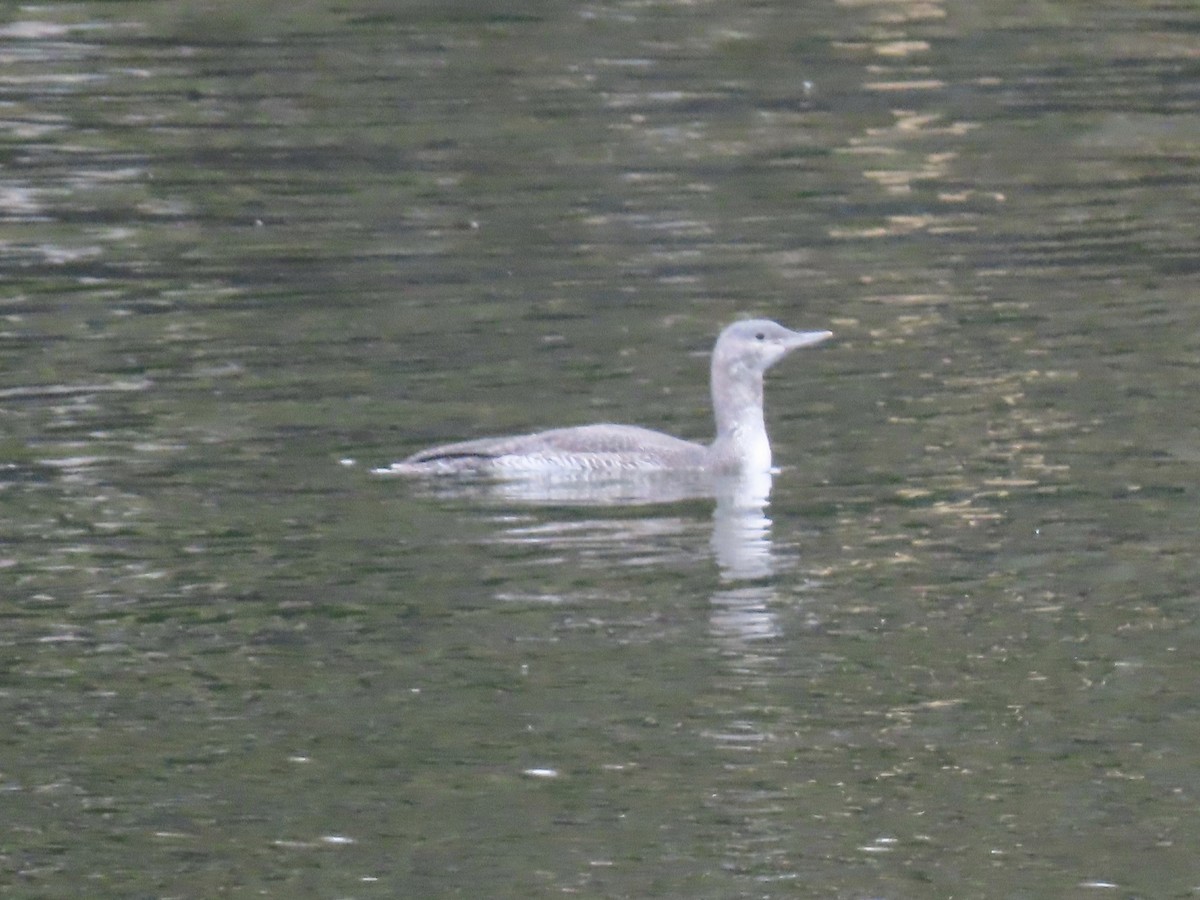 Red-throated Loon - ML186863061