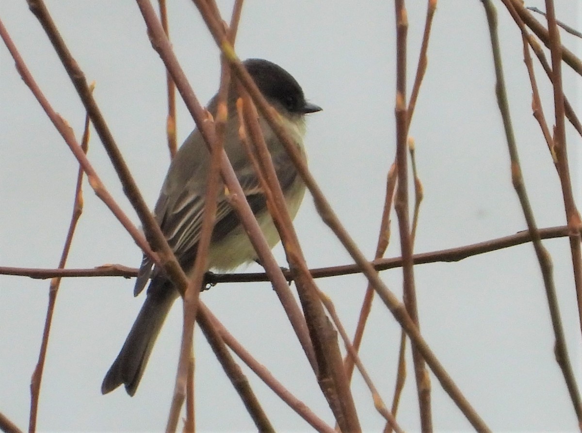 Eastern Phoebe - ML186866441