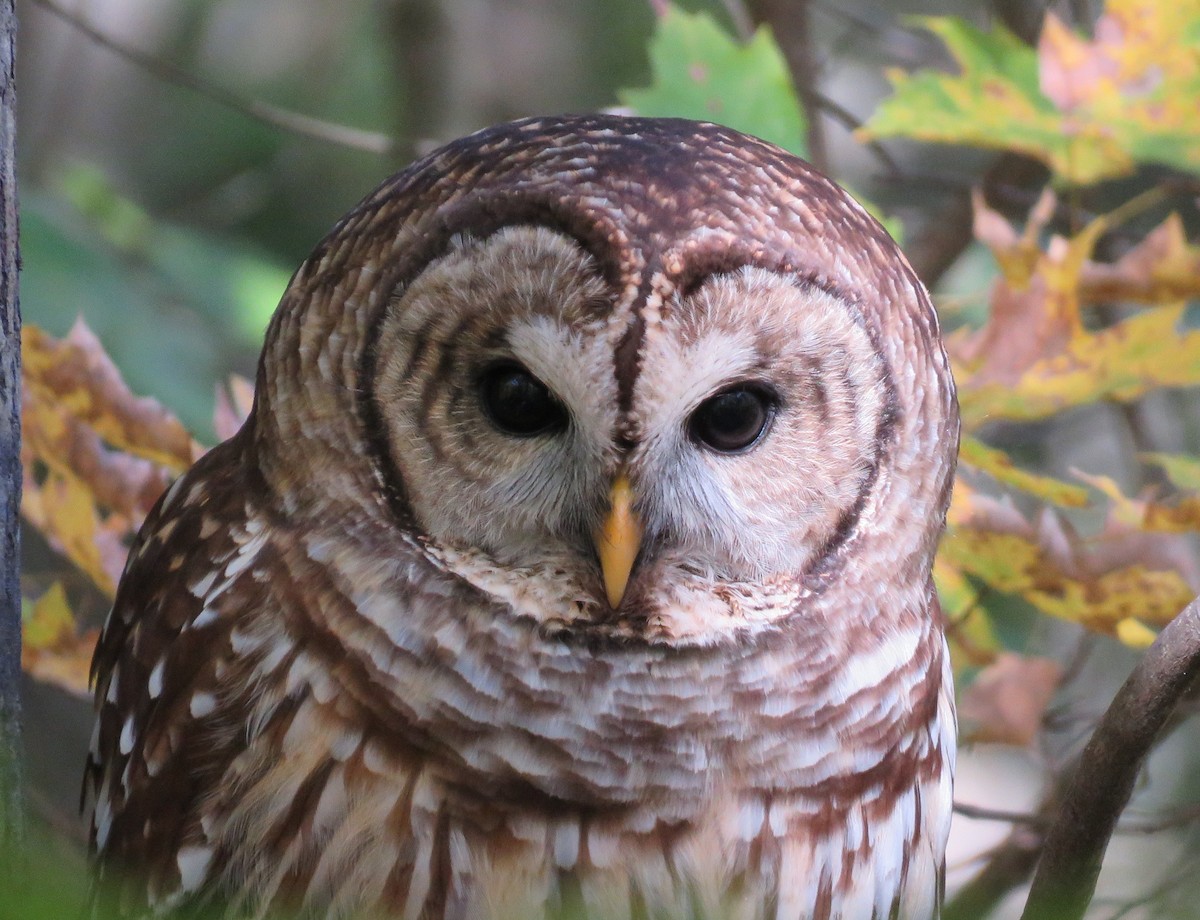 Barred Owl - ML186866661