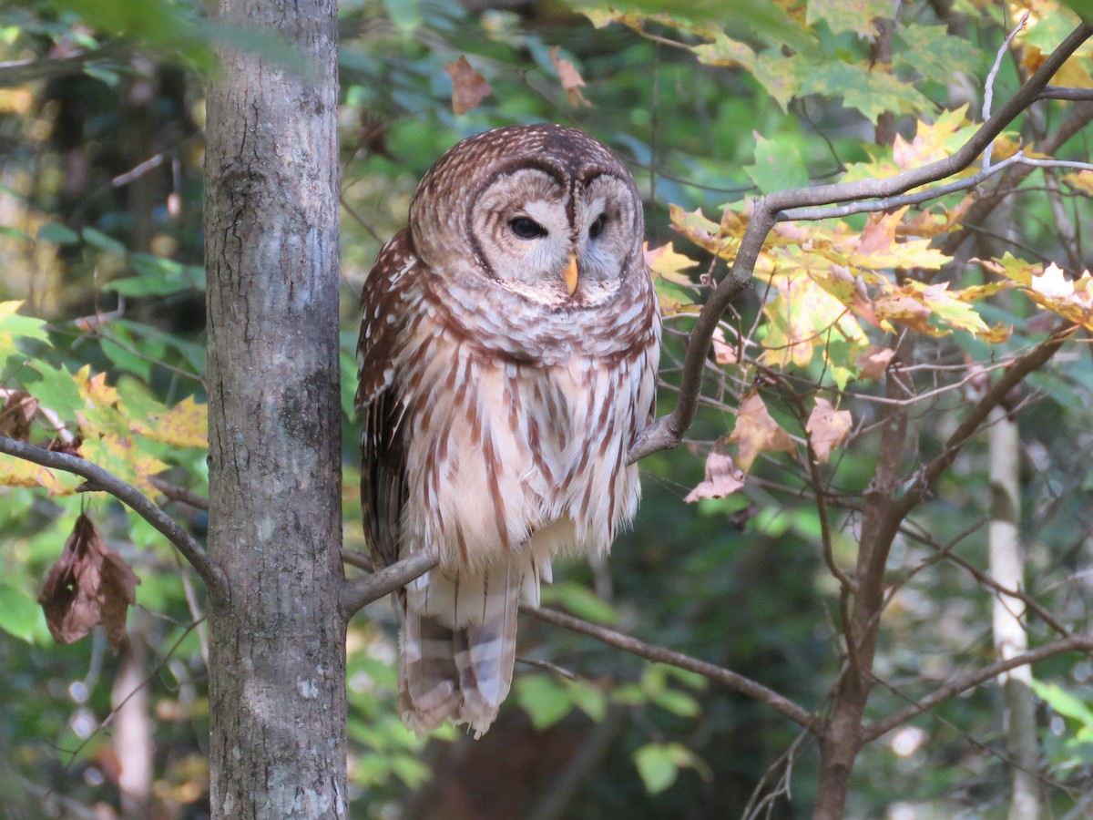 Barred Owl - ML186866741