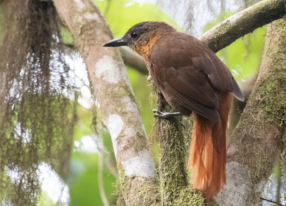 Streak-breasted Treehunter - ML186866991