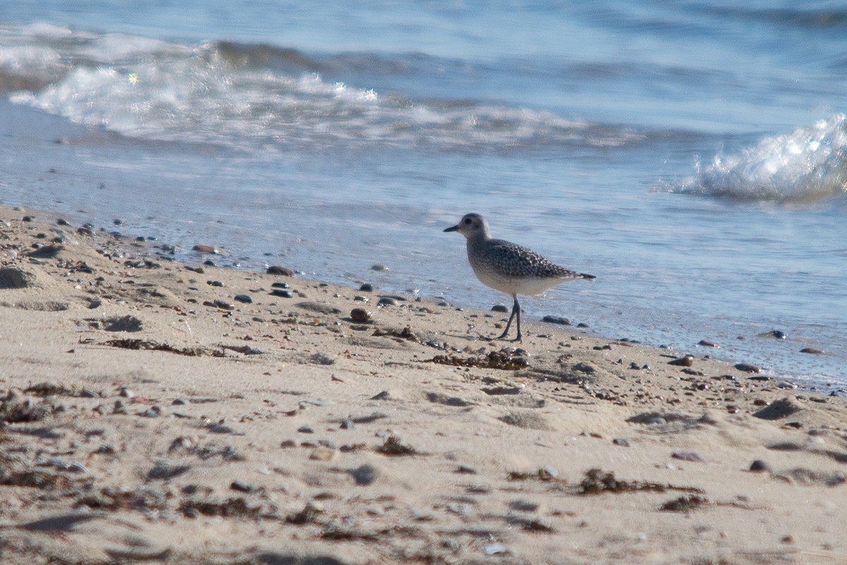 Black-bellied Plover - Mike Tucker