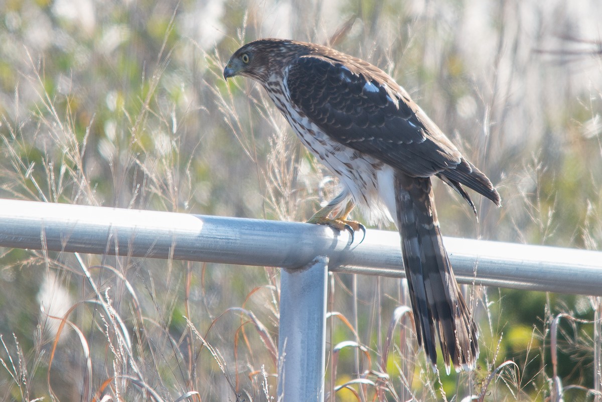 Cooper's Hawk - Mike Tucker