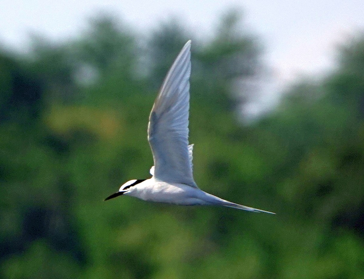 Black-naped Tern - ML186868591