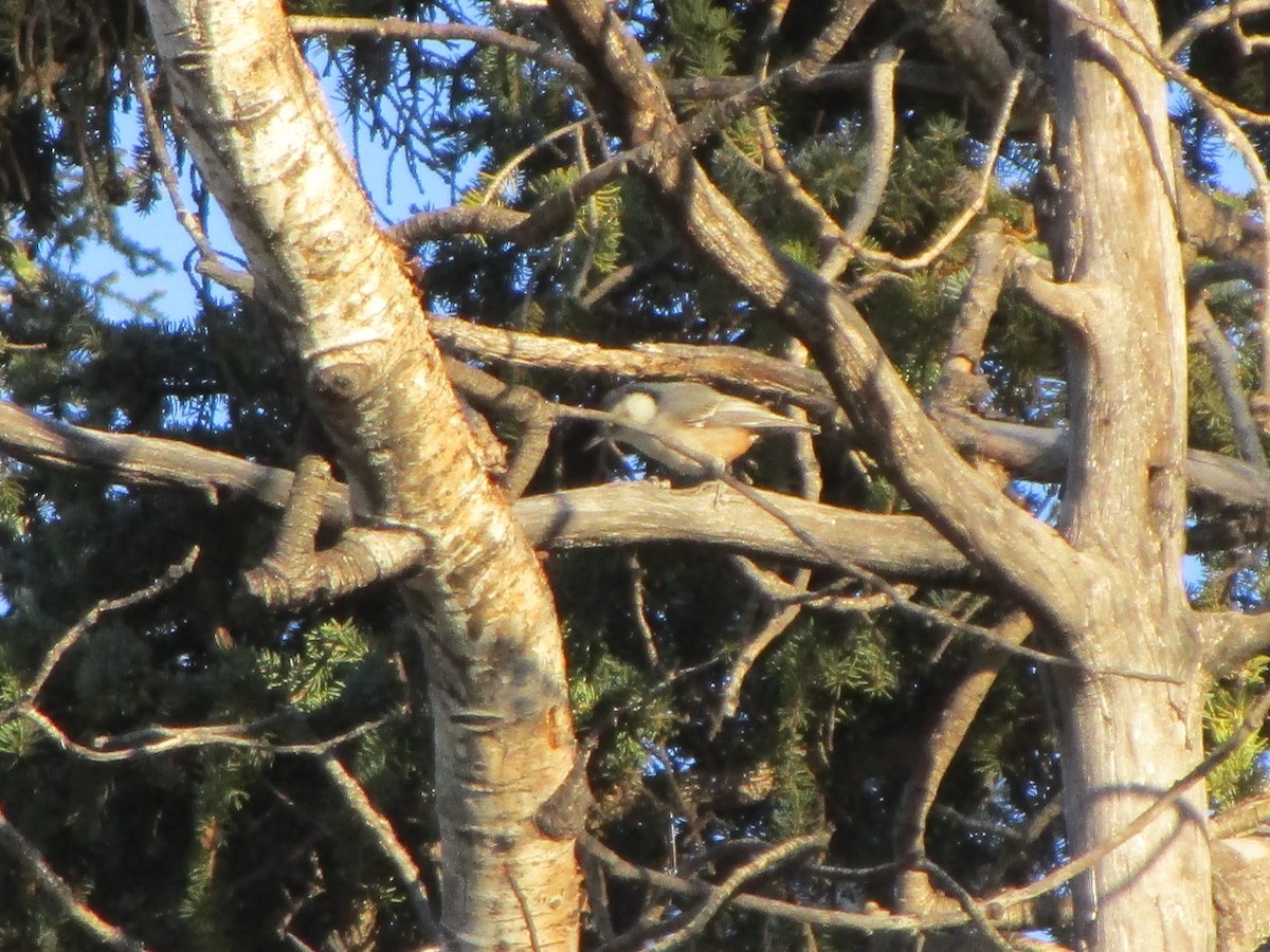 White-breasted Nuthatch - ML186870241