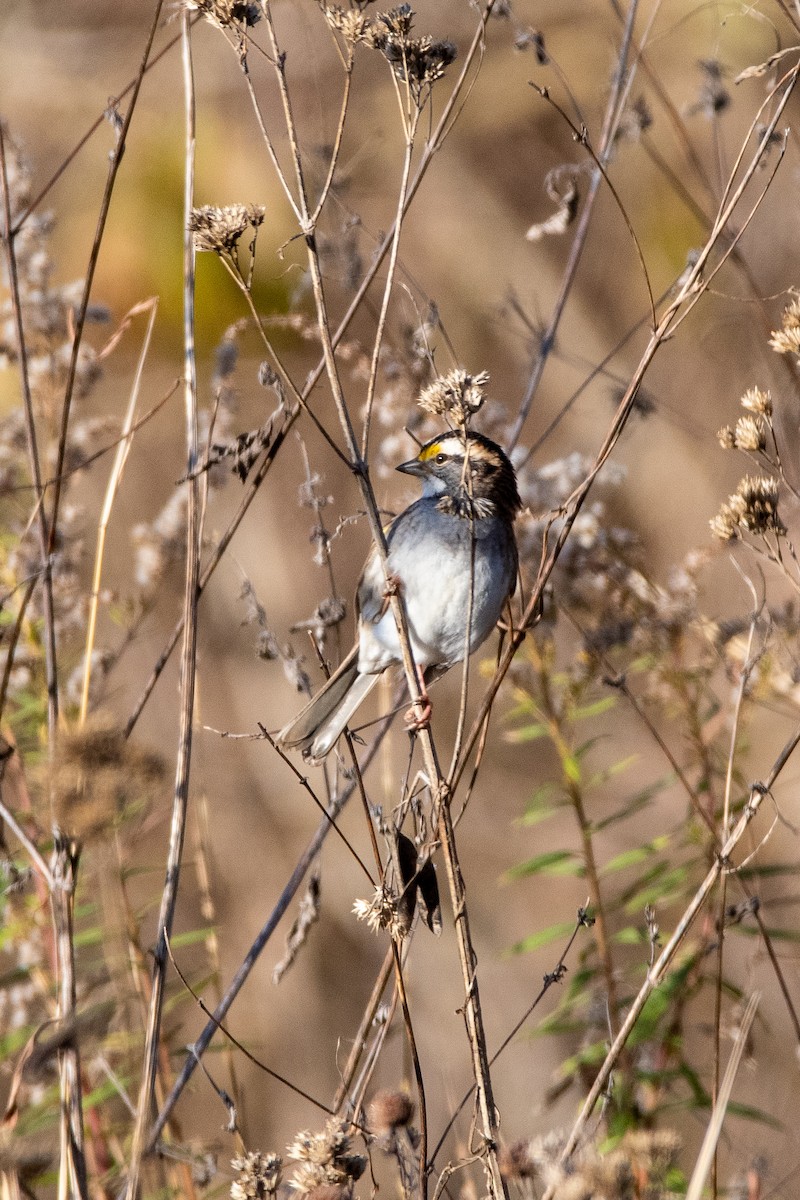 White-throated Sparrow - ML186873911
