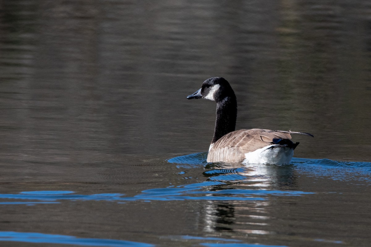 Canada Goose - ML186877291